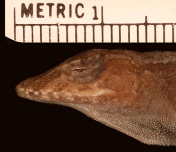 Media type: image;   Herpetology R-180575